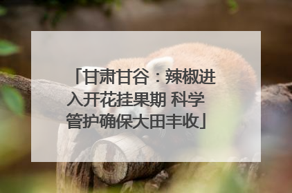 甘肃甘谷：辣椒进入开花挂果期 科学管护确保大田丰收