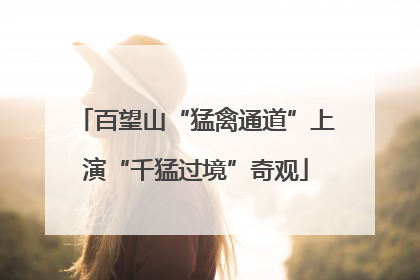 百望山“猛禽通道”上演“千猛过境”奇观