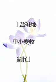 盐碱地里小麦收割忙