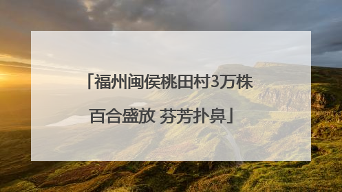 福州闽侯桃田村3万株百合盛放 芬芳扑鼻