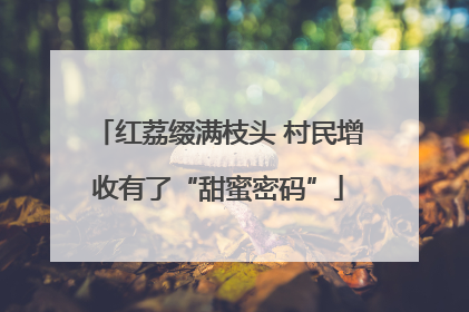 红荔缀满枝头 村民增收有了“甜蜜密码”