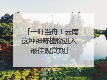 一叶当舟！云南这种神奇植物进入最佳观赏期