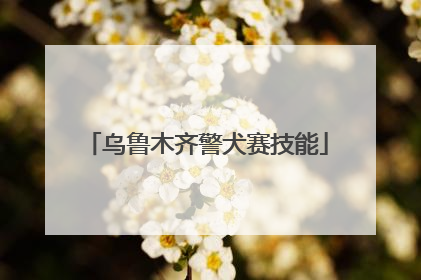 乌鲁木齐警犬赛技能