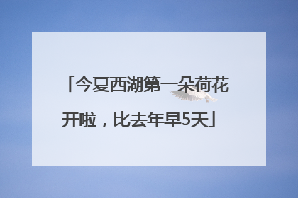 今夏西湖第一朵荷花开啦，比去年早5天