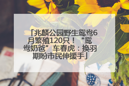兆麟公园野生鸳鸯6月繁殖120只！“鸳鸯奶爸”车春虎：换羽期盼市民伸援手