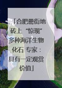 合肥罍街地砖上“惊现”多种海洋生物化石 专家：具有一定观赏价值