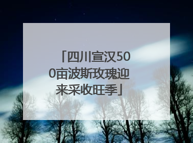 四川宣汉500亩波斯玫瑰迎来采收旺季