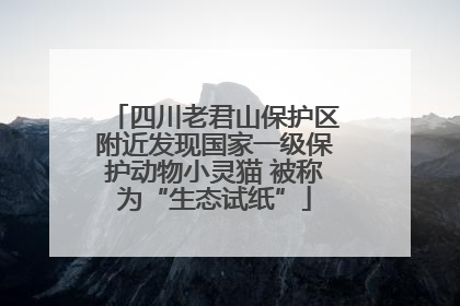 四川老君山保护区附近发现国家一级保护动物小灵猫 被称为“生态试纸”
