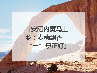 安阳内黄马上乡：麦穗飘香 “丰”景正好