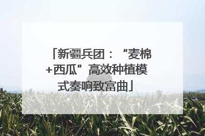 新疆兵团：“麦棉+西瓜”高效种植模式奏响致富曲