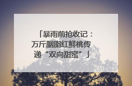 暴雨前抢收记：万斤胭脂红鲜桃传递“双向甜蜜”