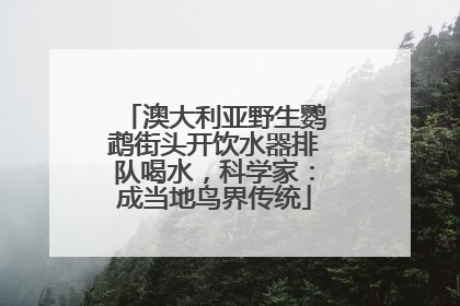 澳大利亚野生鹦鹉街头开饮水器排队喝水，科学家：成当地鸟界传统