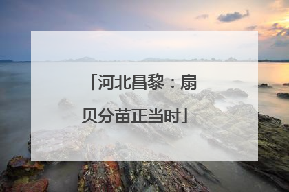 河北昌黎：扇贝分苗正当时