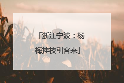 浙江宁波：杨梅挂枝引客来