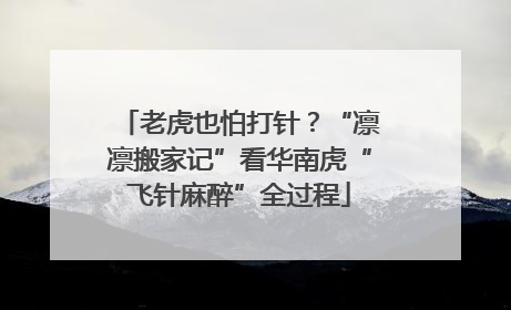 老虎也怕打针？“凛凛搬家记”看华南虎“飞针麻醉”全过程