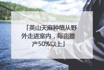 英山天麻种植从野外走进室内，每亩提产50%以上