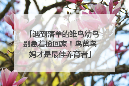 遇到落单的雏鸟幼鸟别急着捡回家！鸟爸鸟妈才是最佳养育者