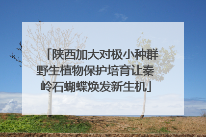 陕西加大对极小种群野生植物保护培育让秦岭石蝴蝶焕发新生机