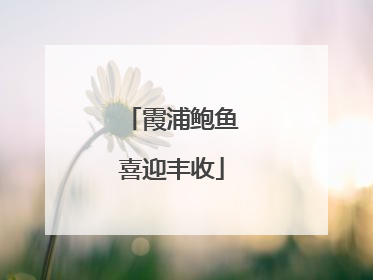 霞浦鲍鱼喜迎丰收