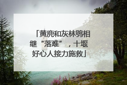 黄麂和灰林鸮相继“落难”，十堰好心人接力施救
