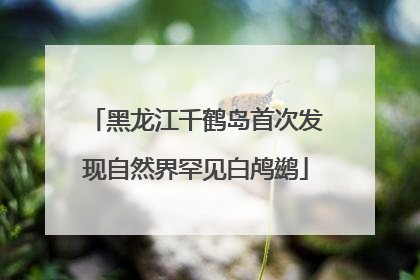 黑龙江千鹤岛首次发现自然界罕见白鸬鹚