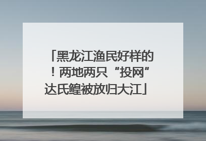 黑龙江渔民好样的！两地两只“投网”达氏鳇被放归大江
