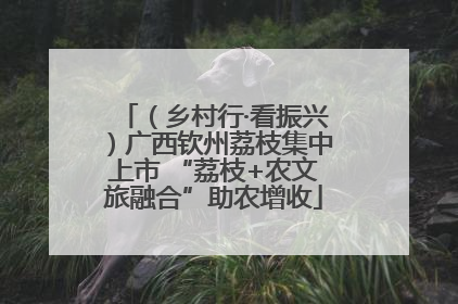 （乡村行·看振兴）广西钦州荔枝集中上市 “荔枝+农文旅融合”助农增收